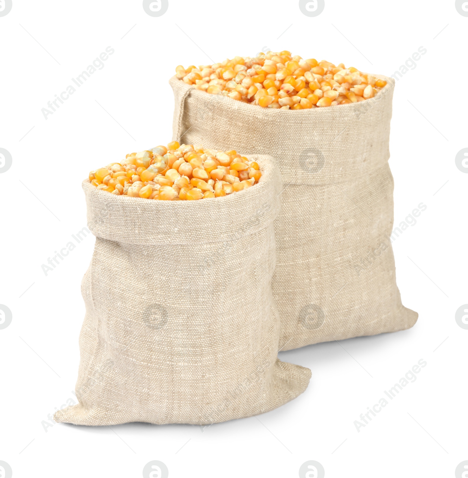 Photo of Fresh corn kernels in burlap sacks isolated on white