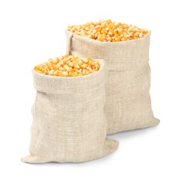 Photo of Fresh corn kernels in burlap sacks isolated on white