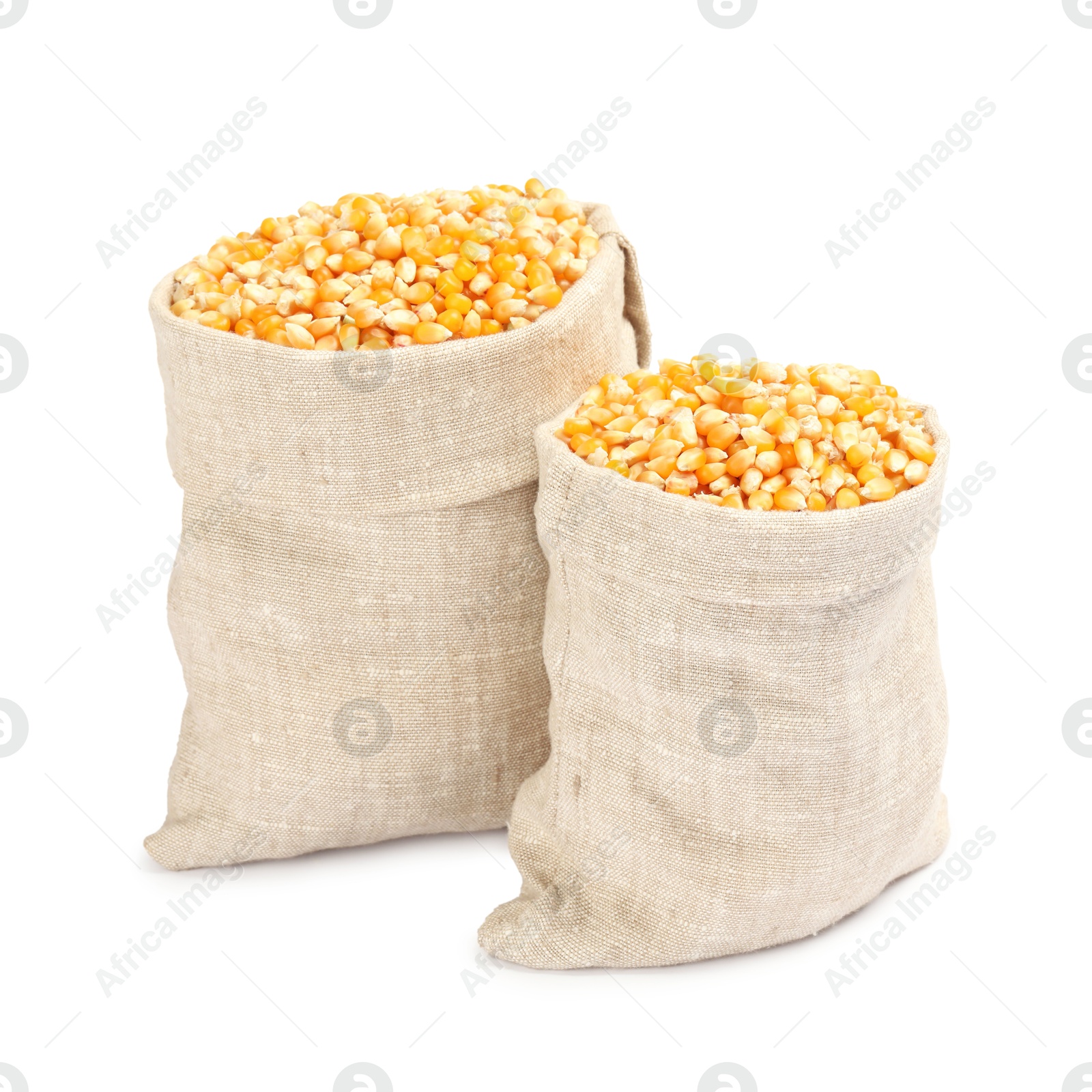 Photo of Fresh corn kernels in burlap sacks isolated on white