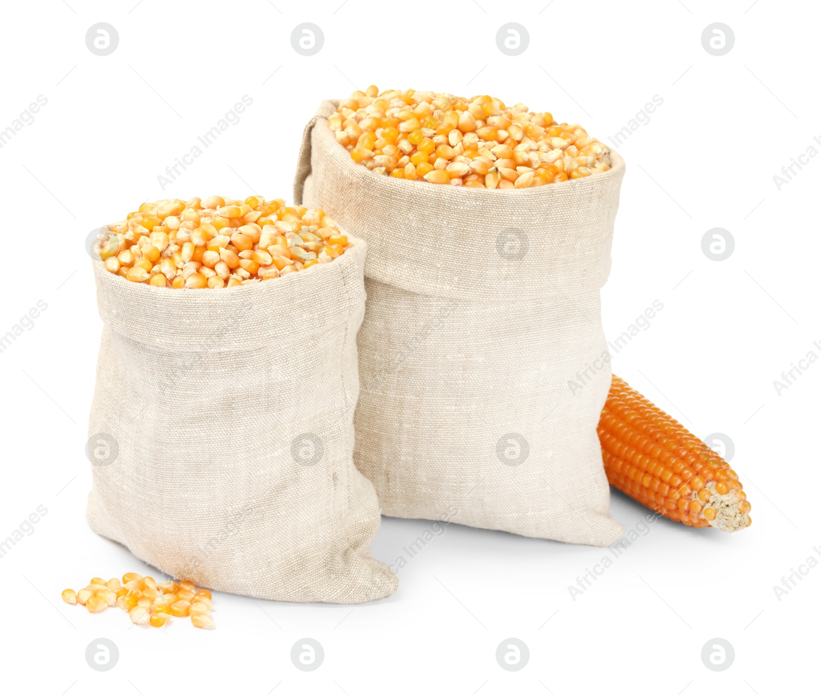 Photo of Fresh corn kernels in burlap sacks and corncob isolated on white