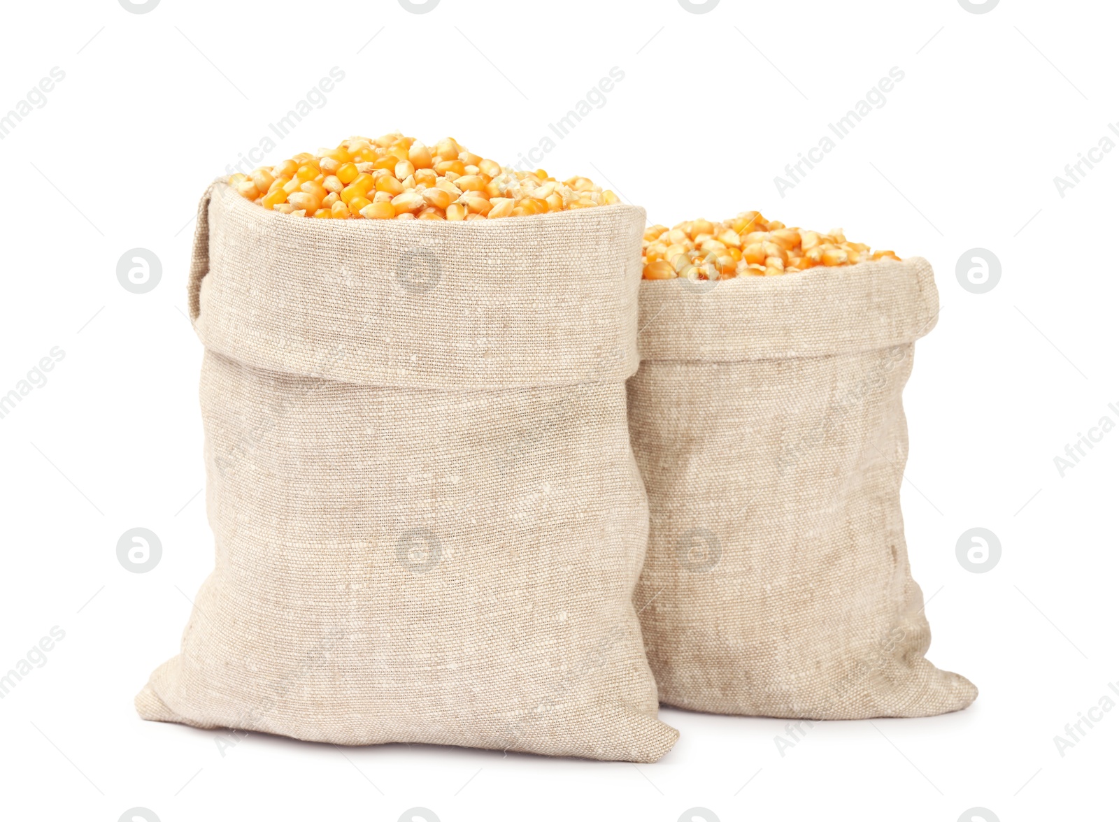 Photo of Fresh corn kernels in burlap sacks isolated on white