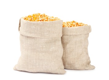 Photo of Fresh corn kernels in burlap sacks isolated on white