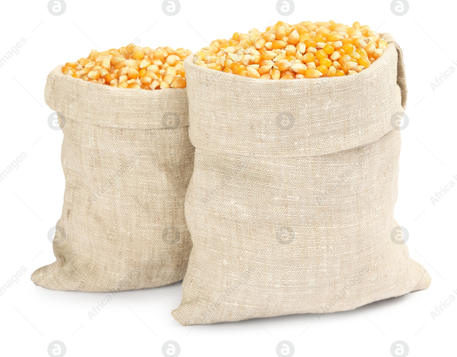 Photo of Fresh corn kernels in burlap sacks isolated on white