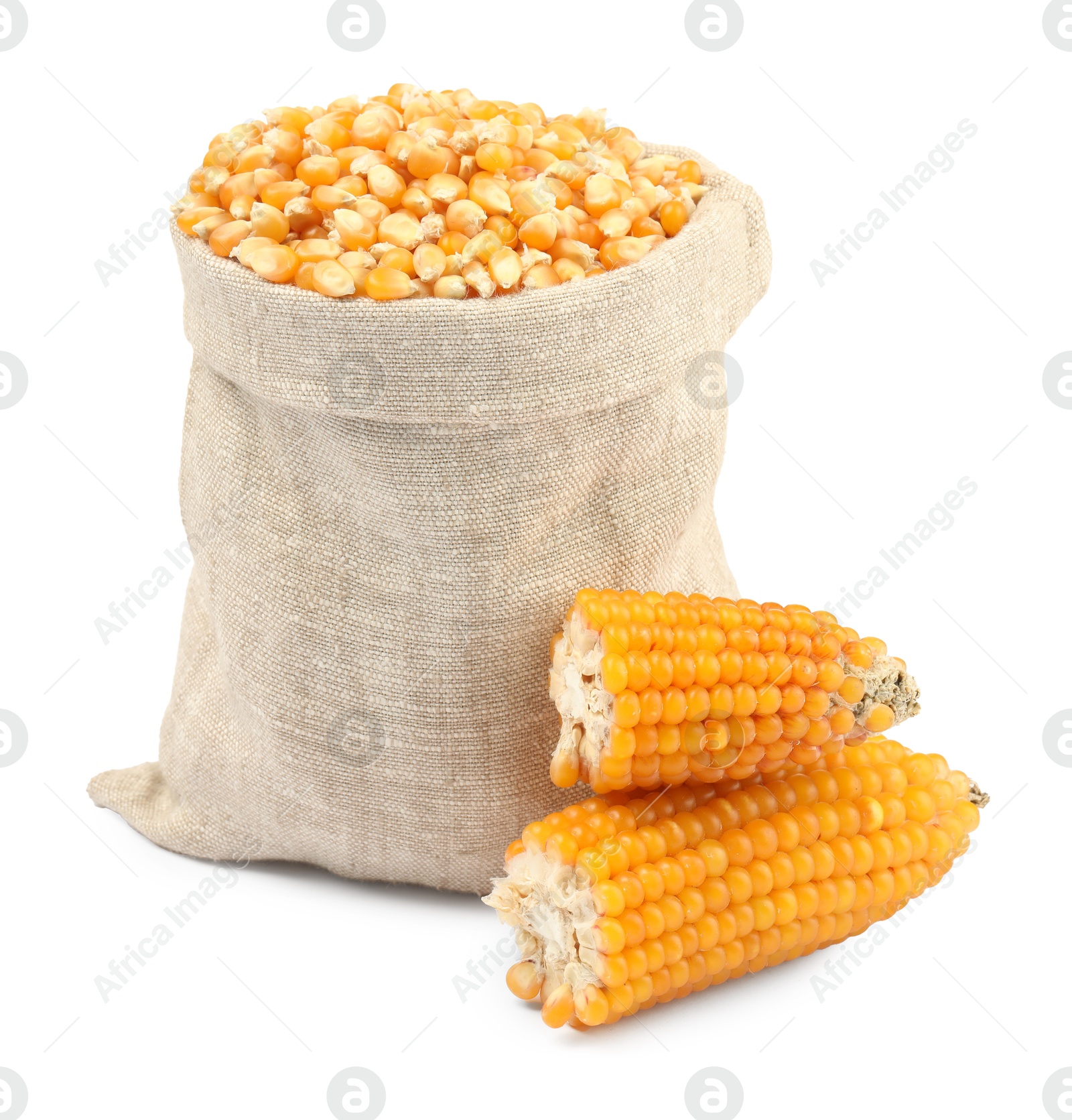 Photo of Fresh corn kernels in burlap sack and corncobs isolated on white