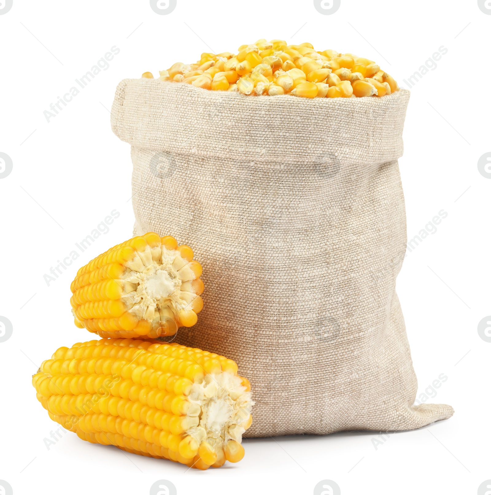 Photo of Fresh corn kernels in burlap sack and corncobs isolated on white