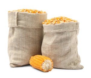 Fresh corn kernels in burlap sacks and corncob isolated on white