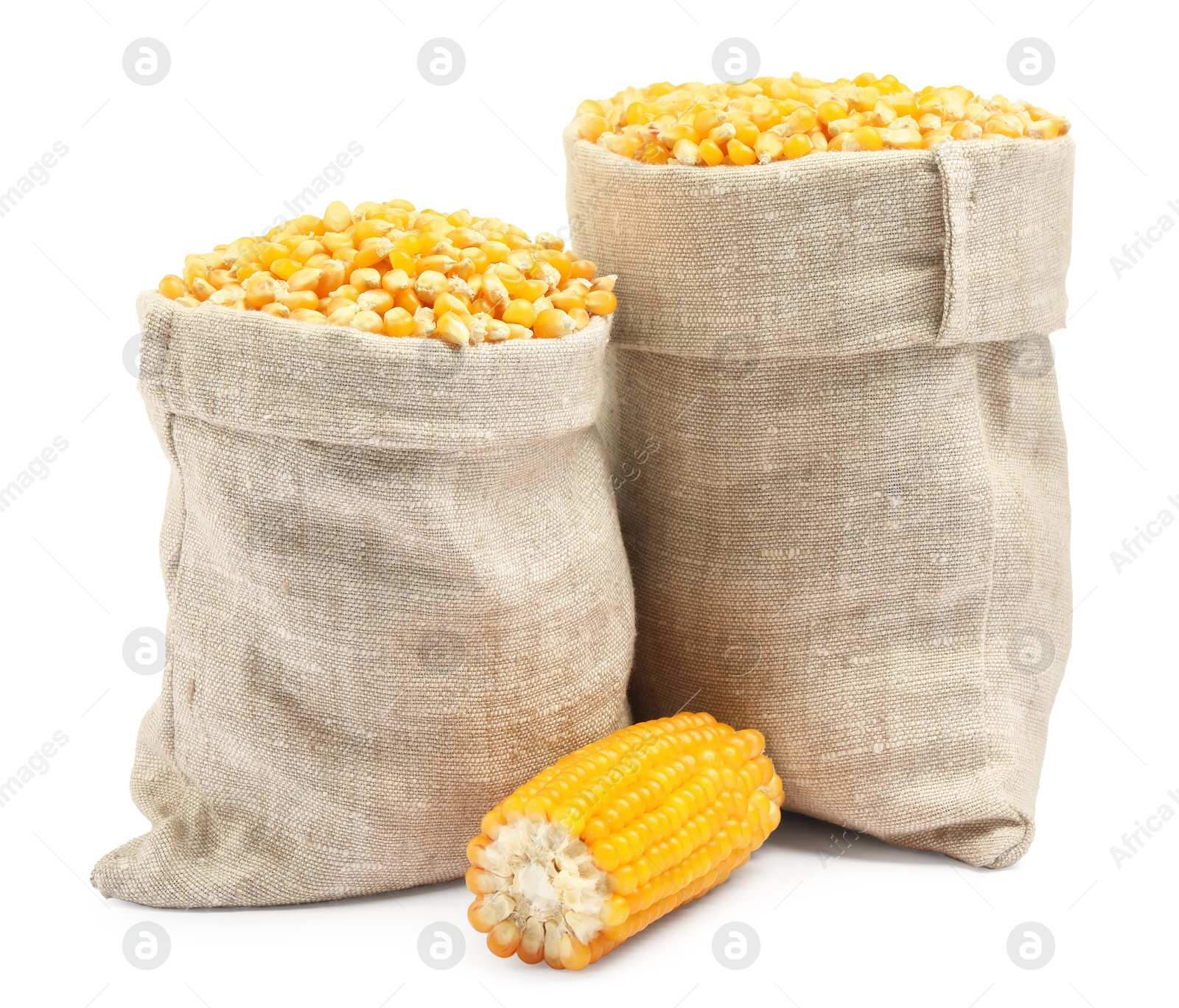 Photo of Fresh corn kernels in burlap sacks and corncob isolated on white