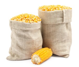 Photo of Fresh corn kernels in burlap sacks and corncob isolated on white