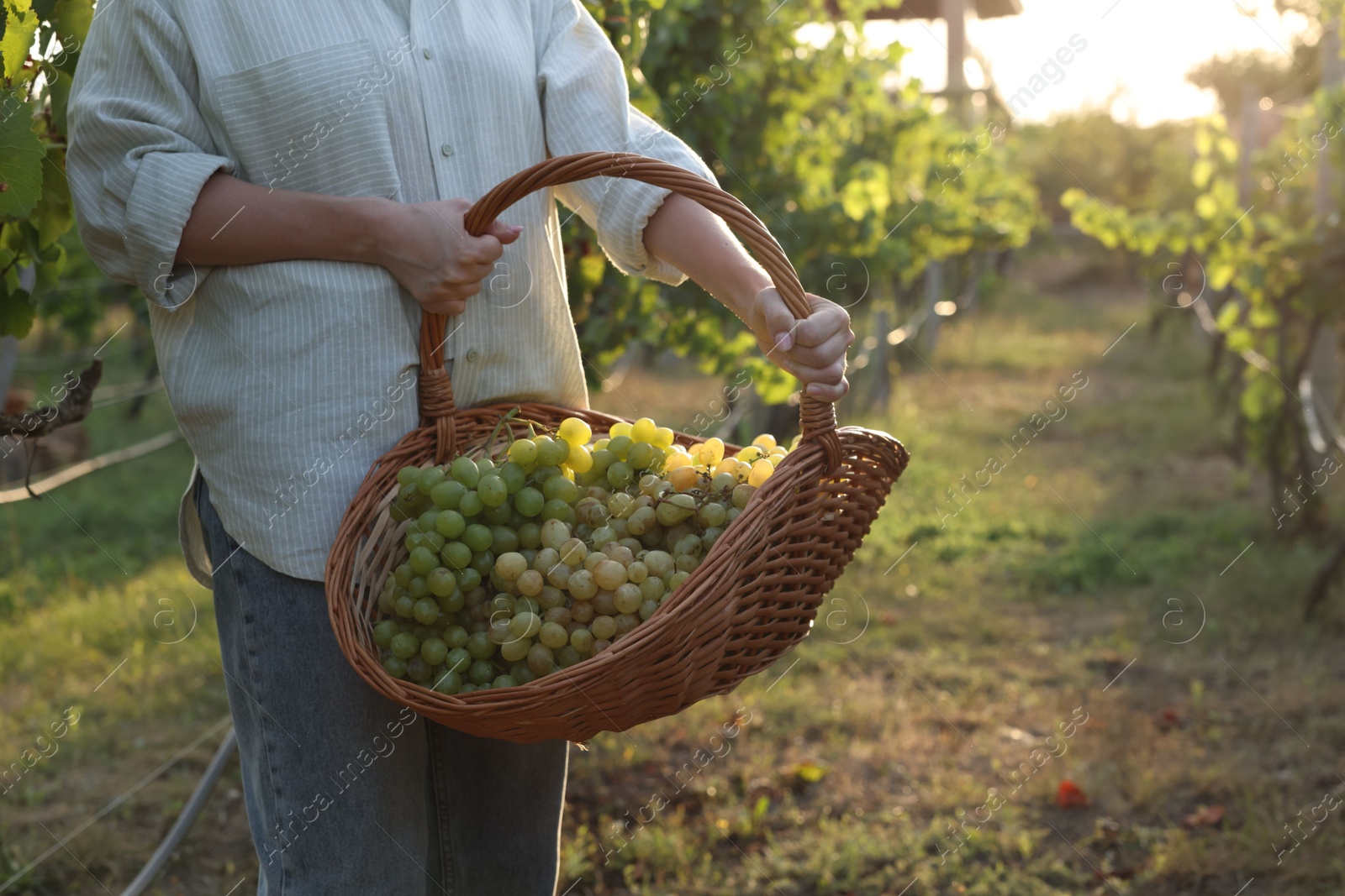 Photo of Farmer with wicker basket of ripe grapes in vineyard, closeup. Space for text