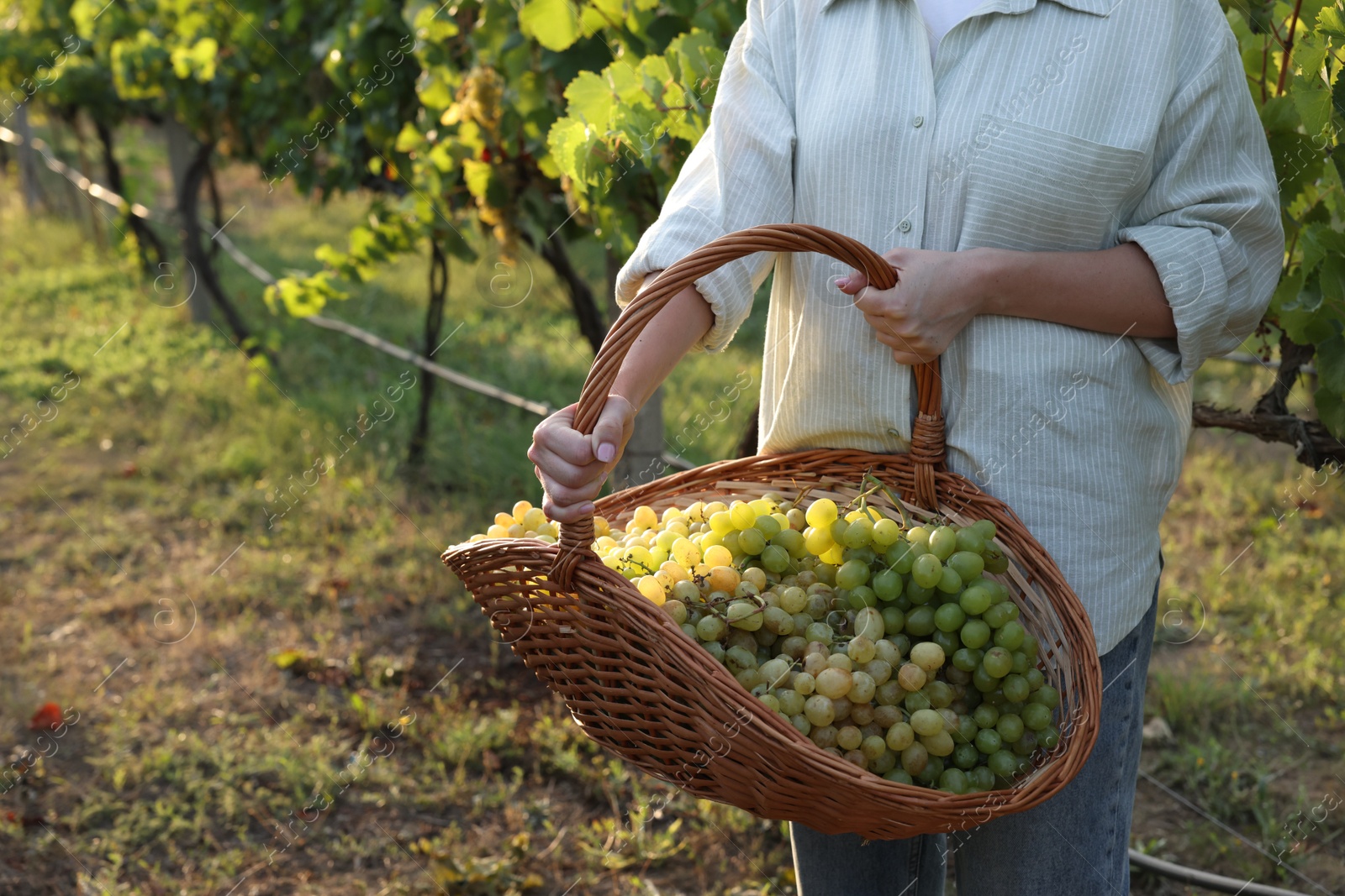 Photo of Farmer with wicker basket of ripe grapes in vineyard, closeup. Space for text