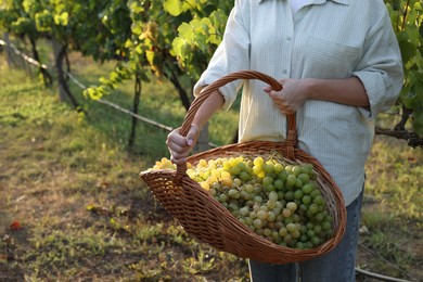 Photo of Farmer with wicker basket of ripe grapes in vineyard, closeup. Space for text