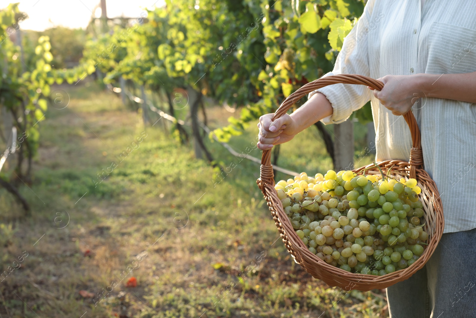 Photo of Farmer with wicker basket of ripe grapes in vineyard, closeup. Space for text