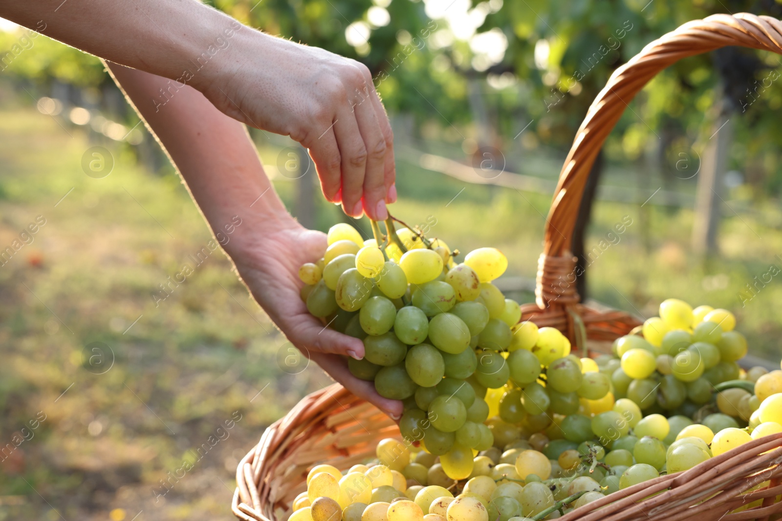 Photo of Farmer picking ripe grapes in vineyard, closeup