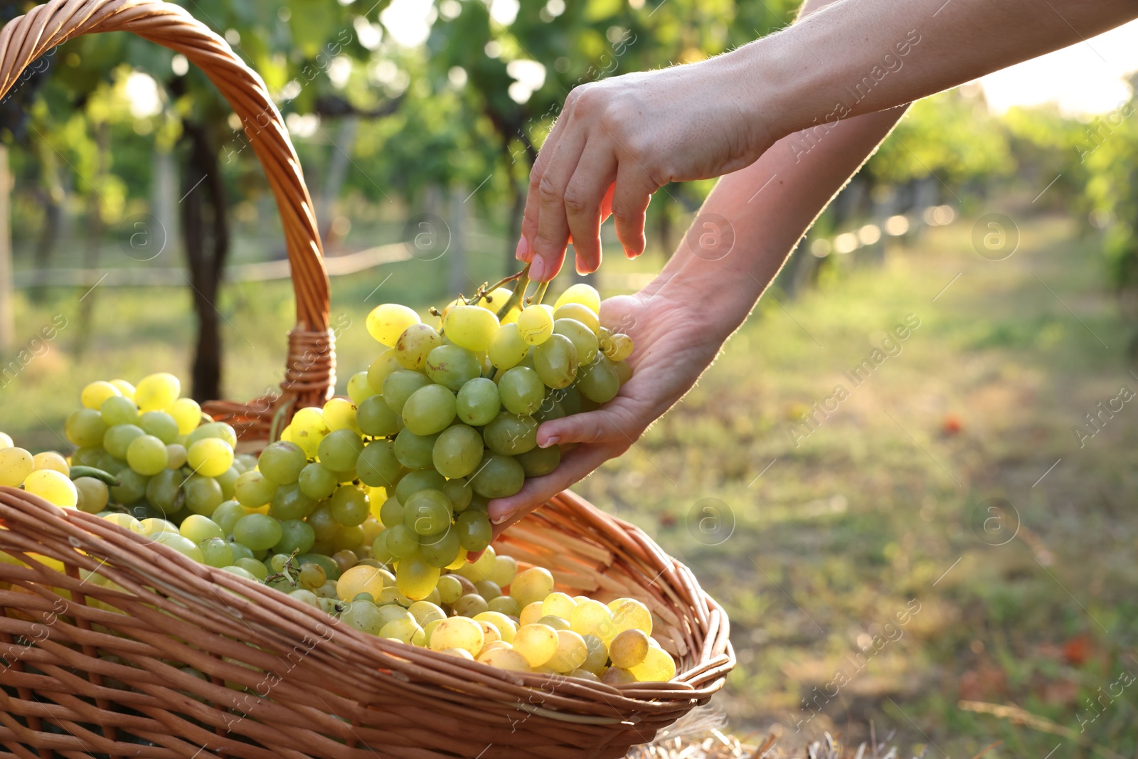 Photo of Farmer picking ripe grapes in vineyard, closeup