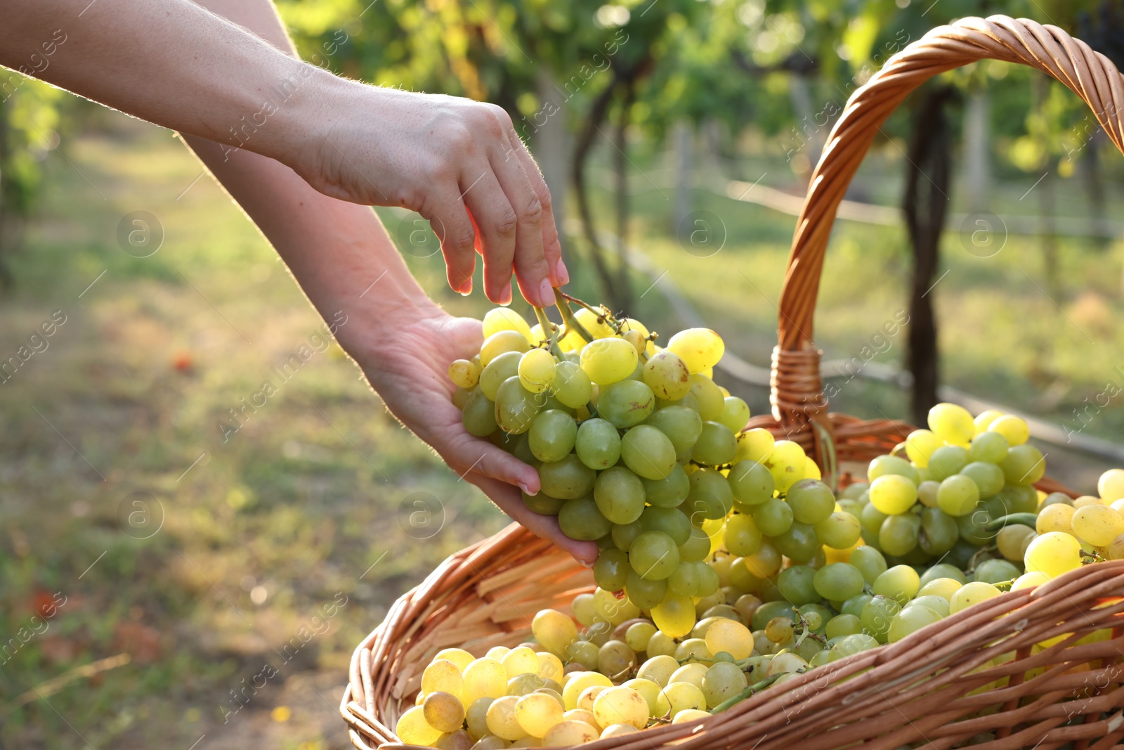 Photo of Farmer picking ripe grapes in vineyard, closeup