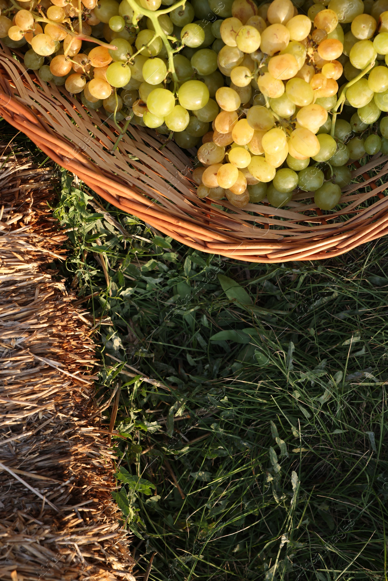 Photo of Ripe grapes in wicker basket outdoors, top view