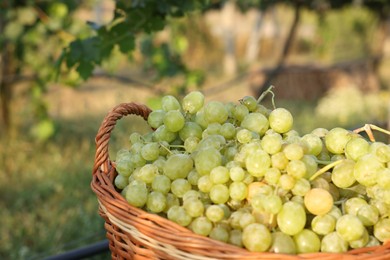 Photo of Ripe grapes in wicker basket outdoors, closeup