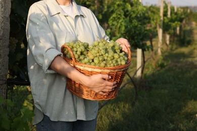 Photo of Farmer with wicker basket of ripe grapes in vineyard, closeup. Space for text