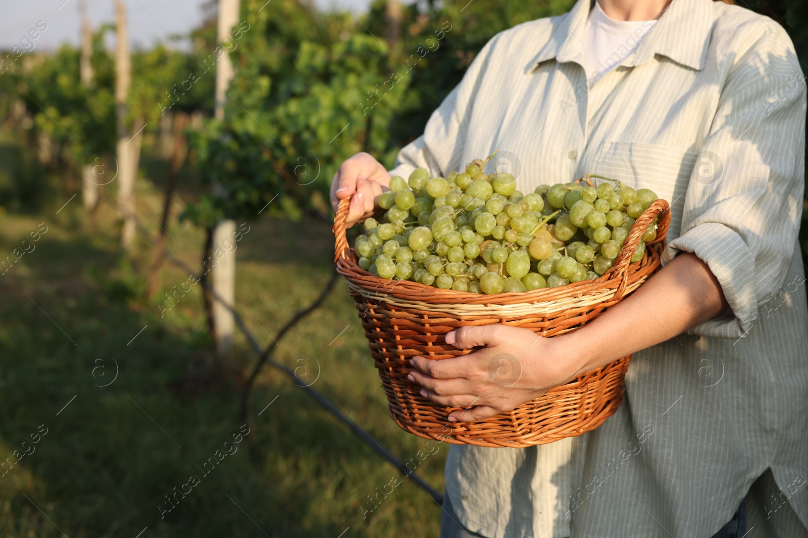 Photo of Farmer with wicker basket of ripe grapes in vineyard, closeup. Space for text