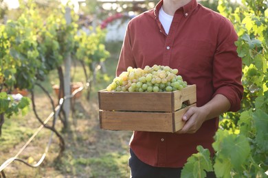 Photo of Farmer holding wooden crate with ripe grapes in vineyard, closeup