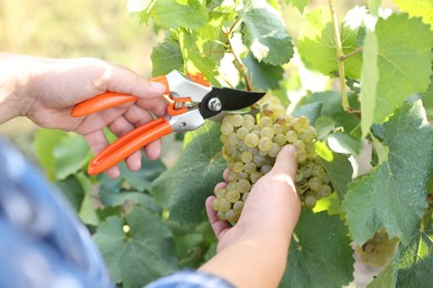 Photo of Farmer with secateurs picking ripe grapes outdoors, closeup