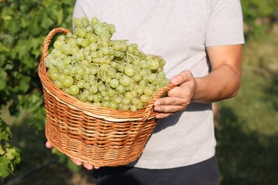 Photo of Farmer holding wicker basket with ripe grapes in vineyard, closeup