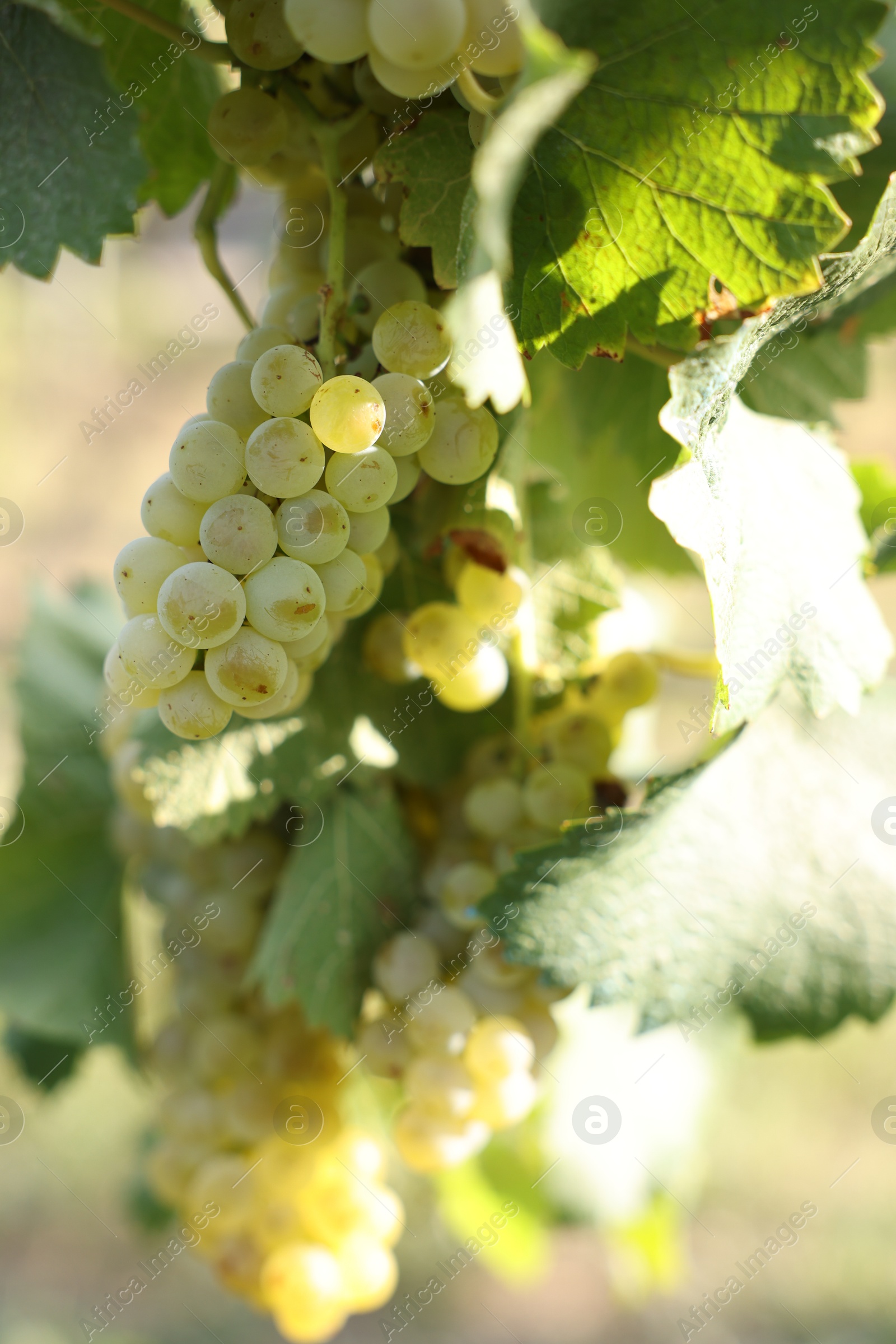 Photo of Ripe juicy grapes growing in vineyard outdoors, closeup