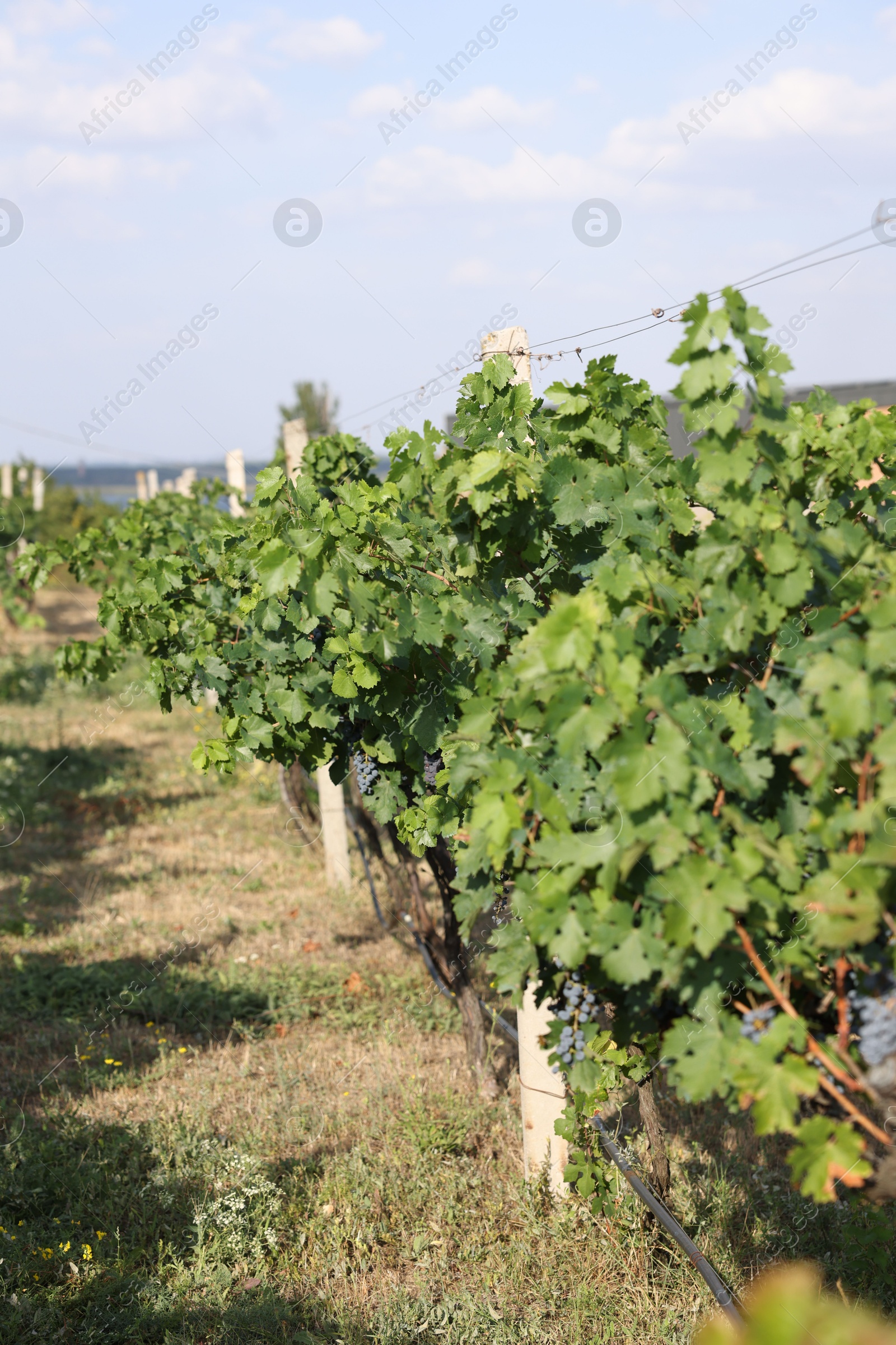 Photo of Fresh ripe juicy grapes growing on branches in vineyard