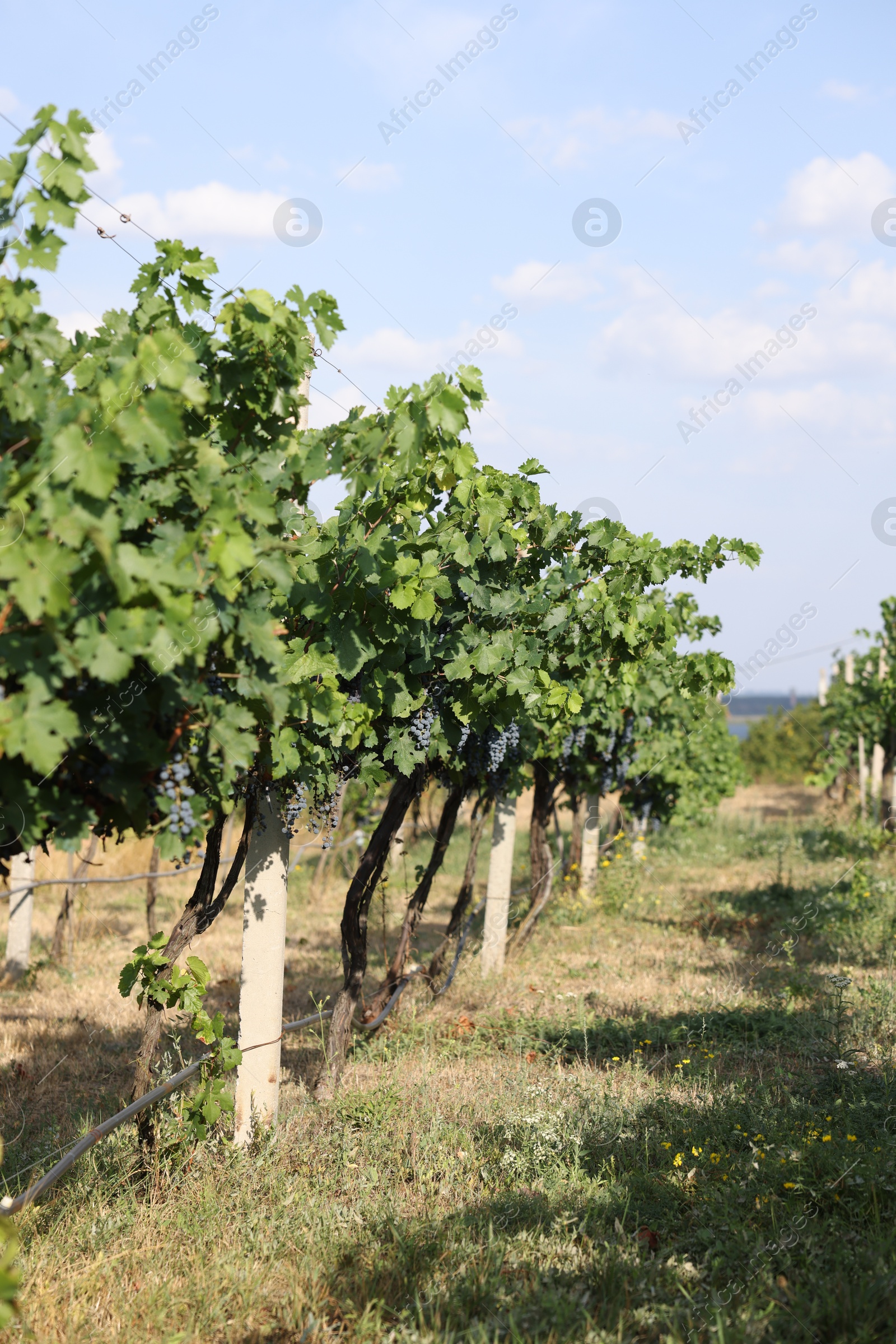 Photo of Fresh ripe juicy grapes growing on branches in vineyard