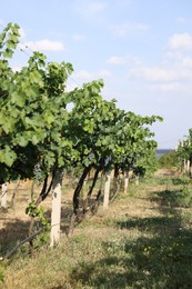 Photo of Fresh ripe juicy grapes growing on branches in vineyard