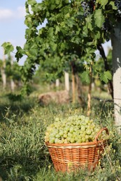 Photo of Ripe grapes in wicker basket outdoors on sunny day