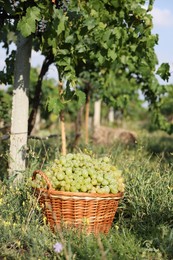 Photo of Ripe grapes in wicker basket outdoors on sunny day