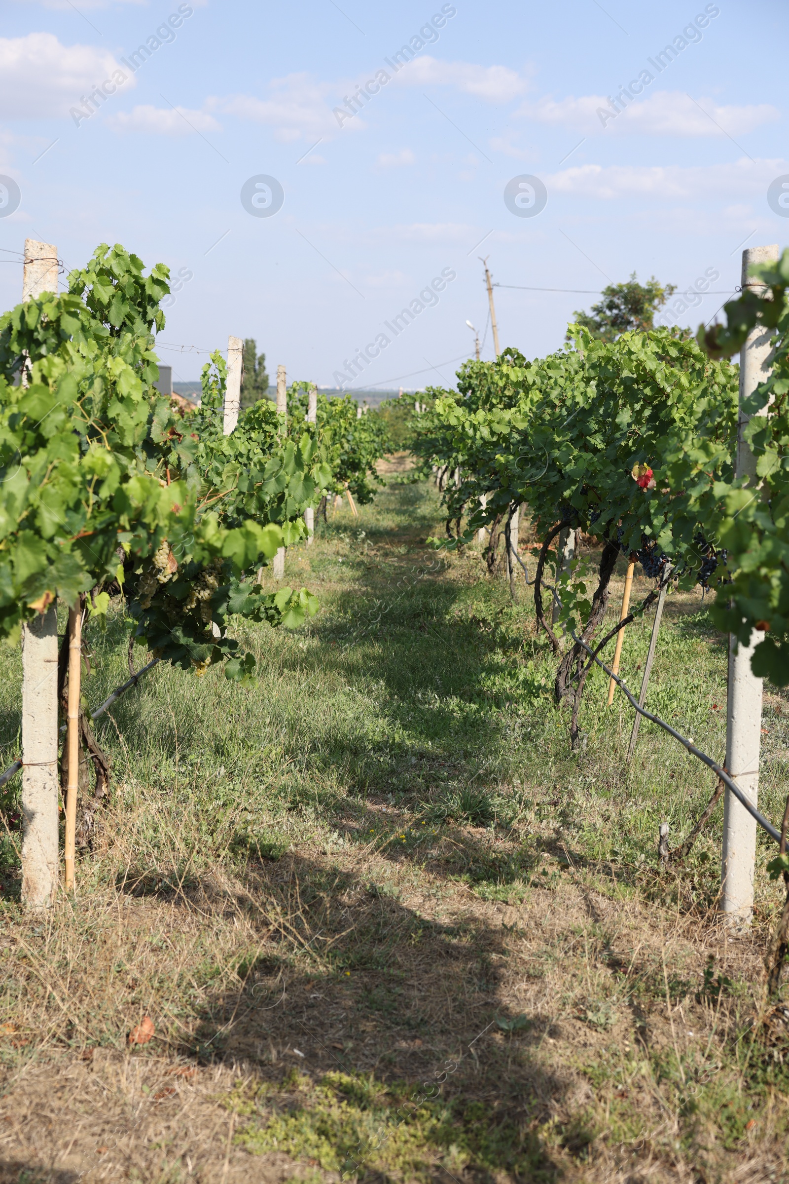 Photo of Fresh ripe juicy grapes growing on branches in vineyard