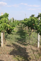 Photo of Fresh ripe juicy grapes growing on branches in vineyard