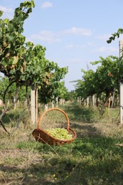 Photo of Ripe grapes in wicker basket outdoors on sunny day