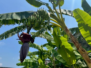 Photo of Tropical tree with green leaves and ripening bananas outdoors, low angle view