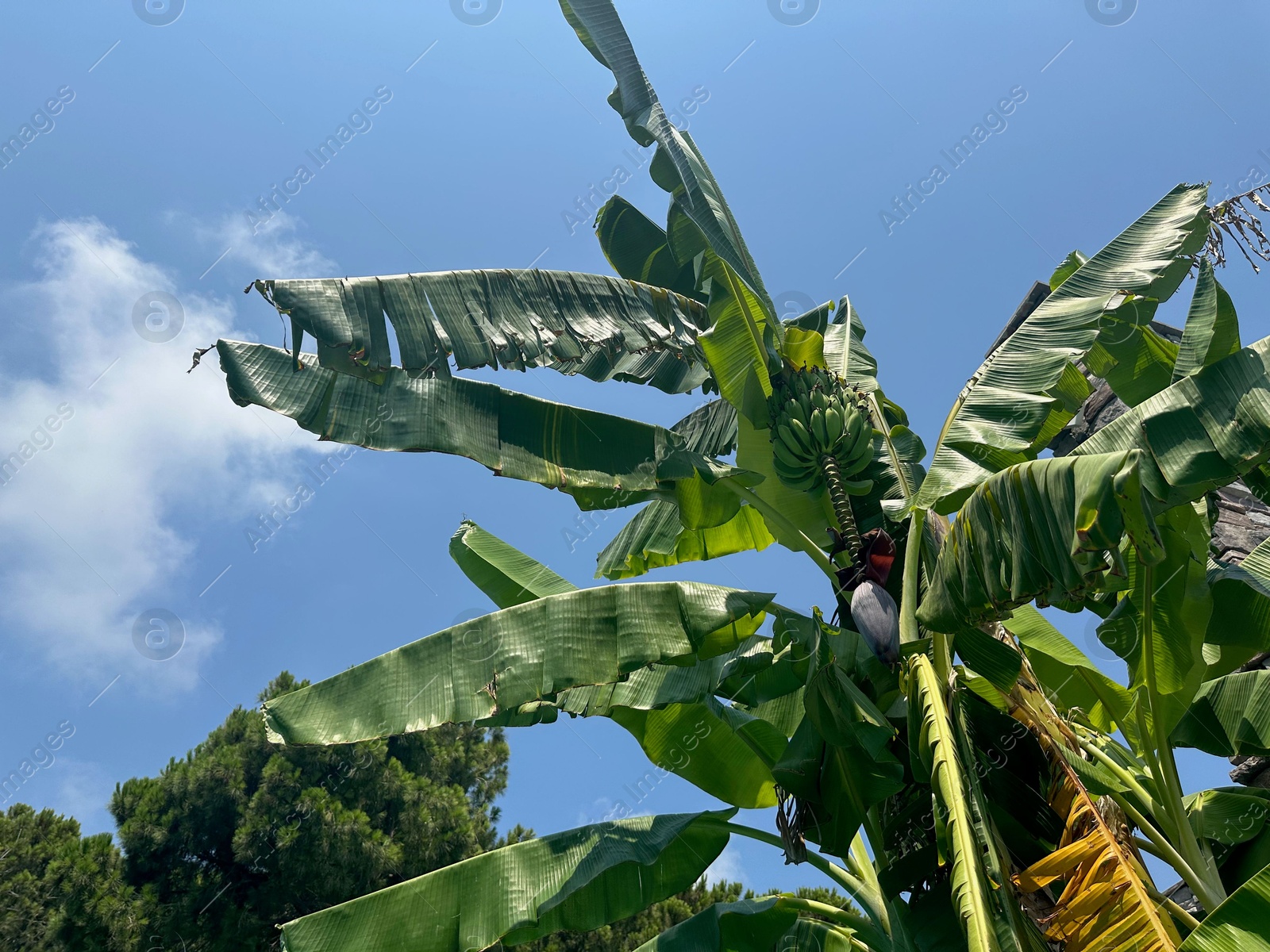 Photo of Tropical tree with green leaves and ripening bananas outdoors, low angle view