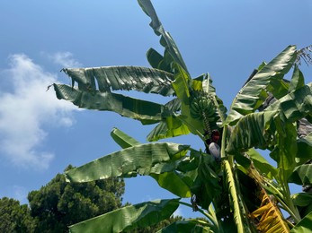 Photo of Tropical tree with green leaves and ripening bananas outdoors, low angle view