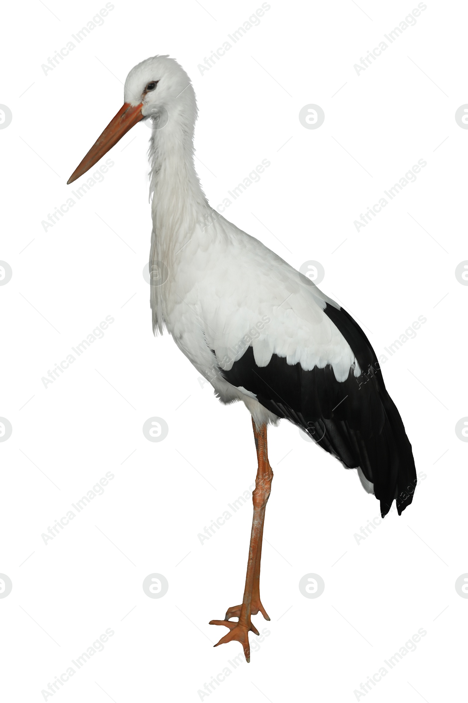 Image of Beautiful European white stork on white background. Exotic bird