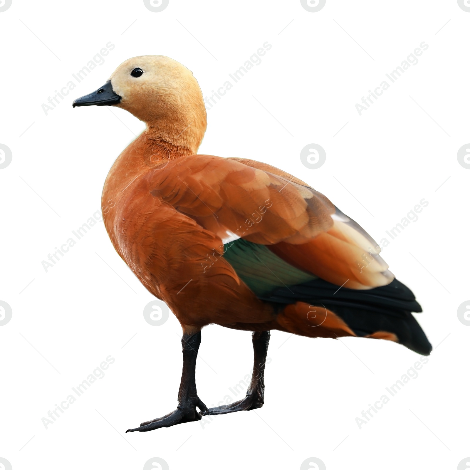 Image of Beautiful ruddy shelduck on white background. Exotic bird