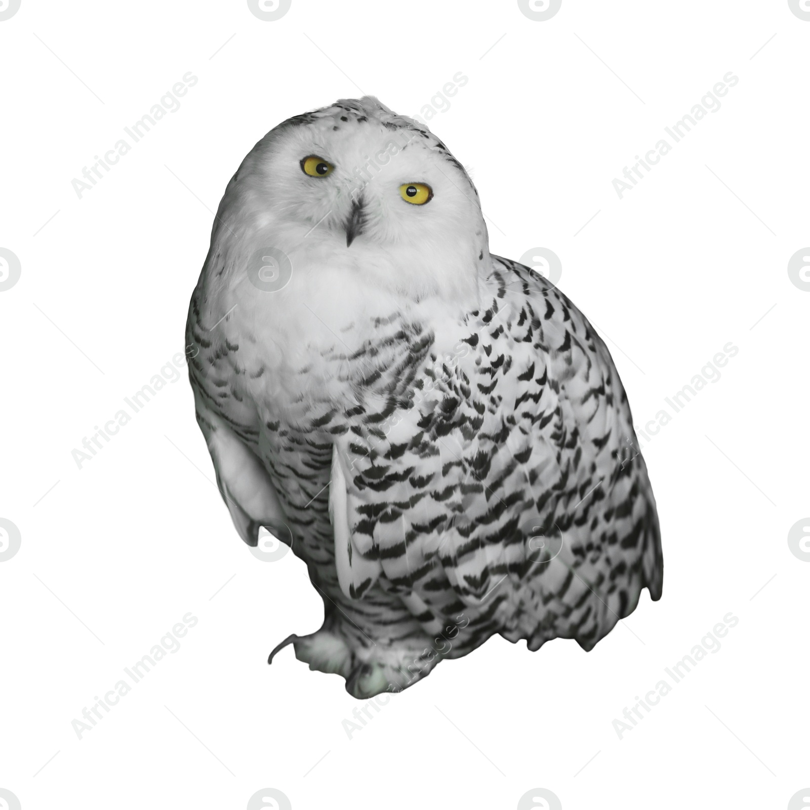 Image of Beautiful snowy owl on white background. Exotic bird