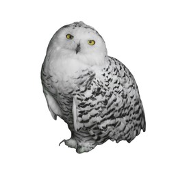 Image of Beautiful snowy owl on white background. Exotic bird