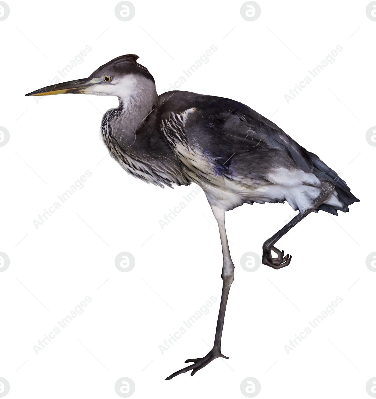 Image of Beautiful great blue heron on white background. Exotic bird