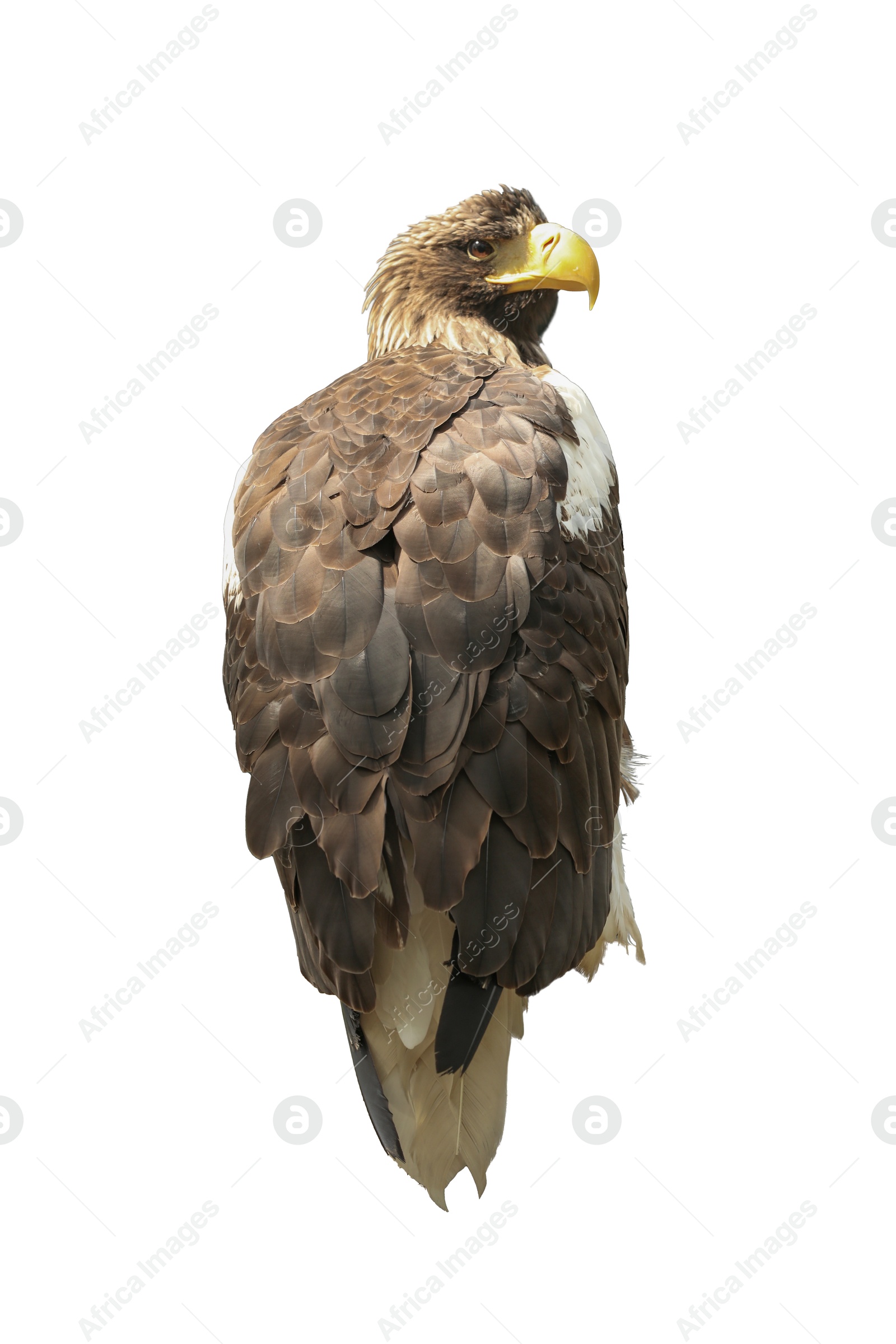 Image of Beautiful Steller's sea eagle on white background. Exotic bird