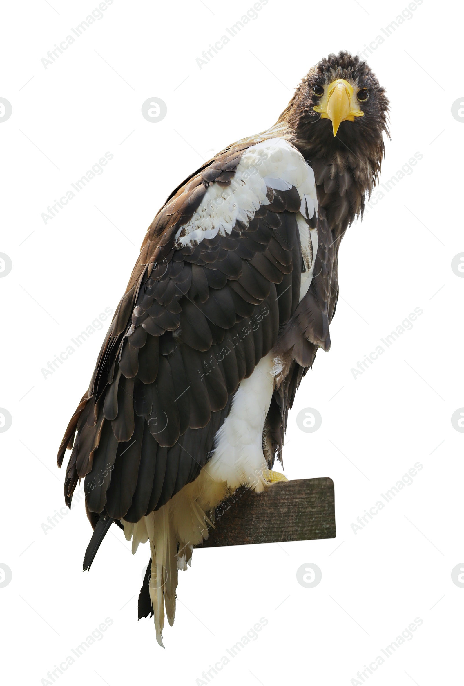 Image of Beautiful Steller's sea eagle on white background. Exotic bird