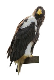 Beautiful Steller's sea eagle on white background. Exotic bird