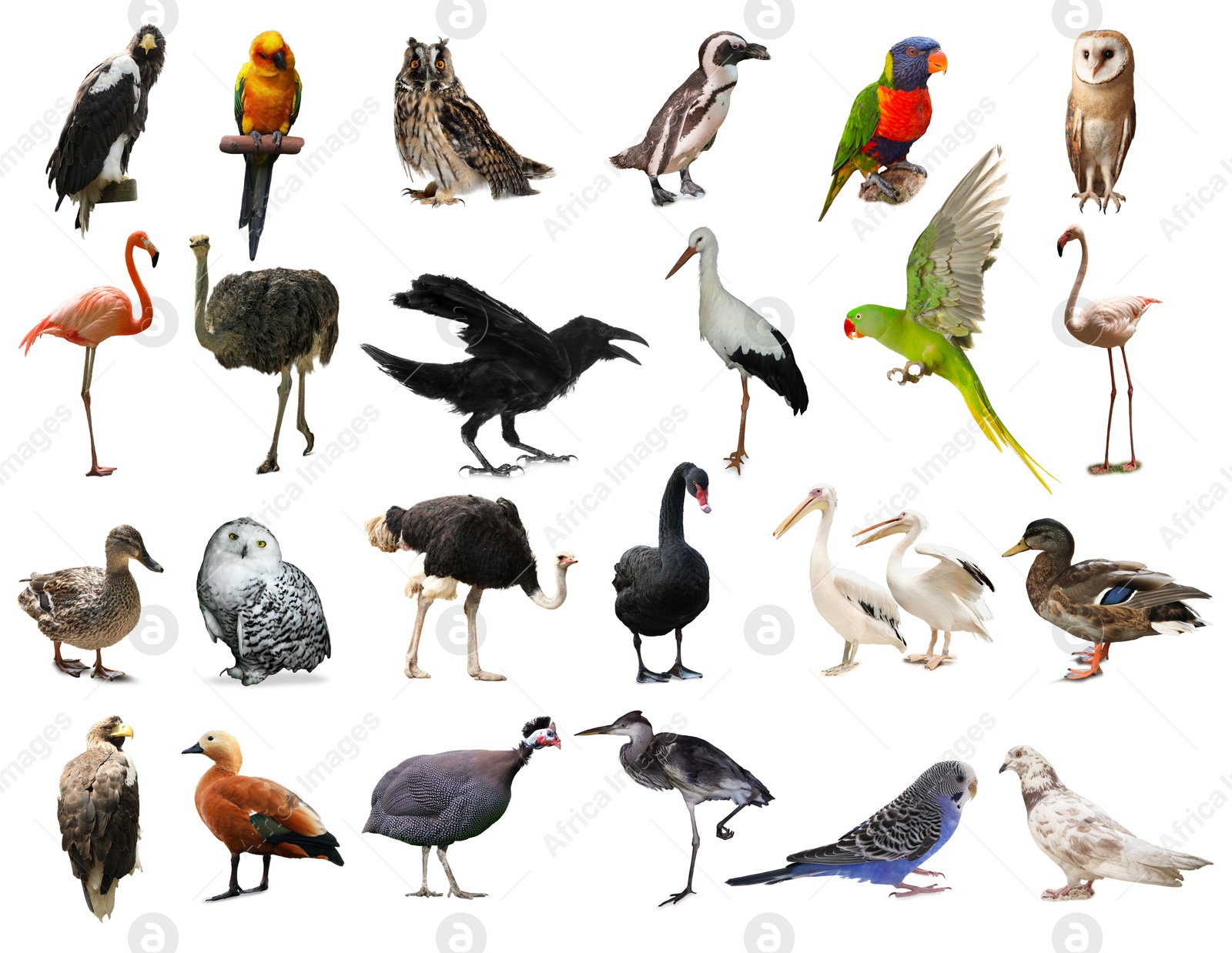 Image of Many beautiful exotic birds on white background, collection