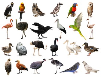 Many beautiful exotic birds on white background, collection