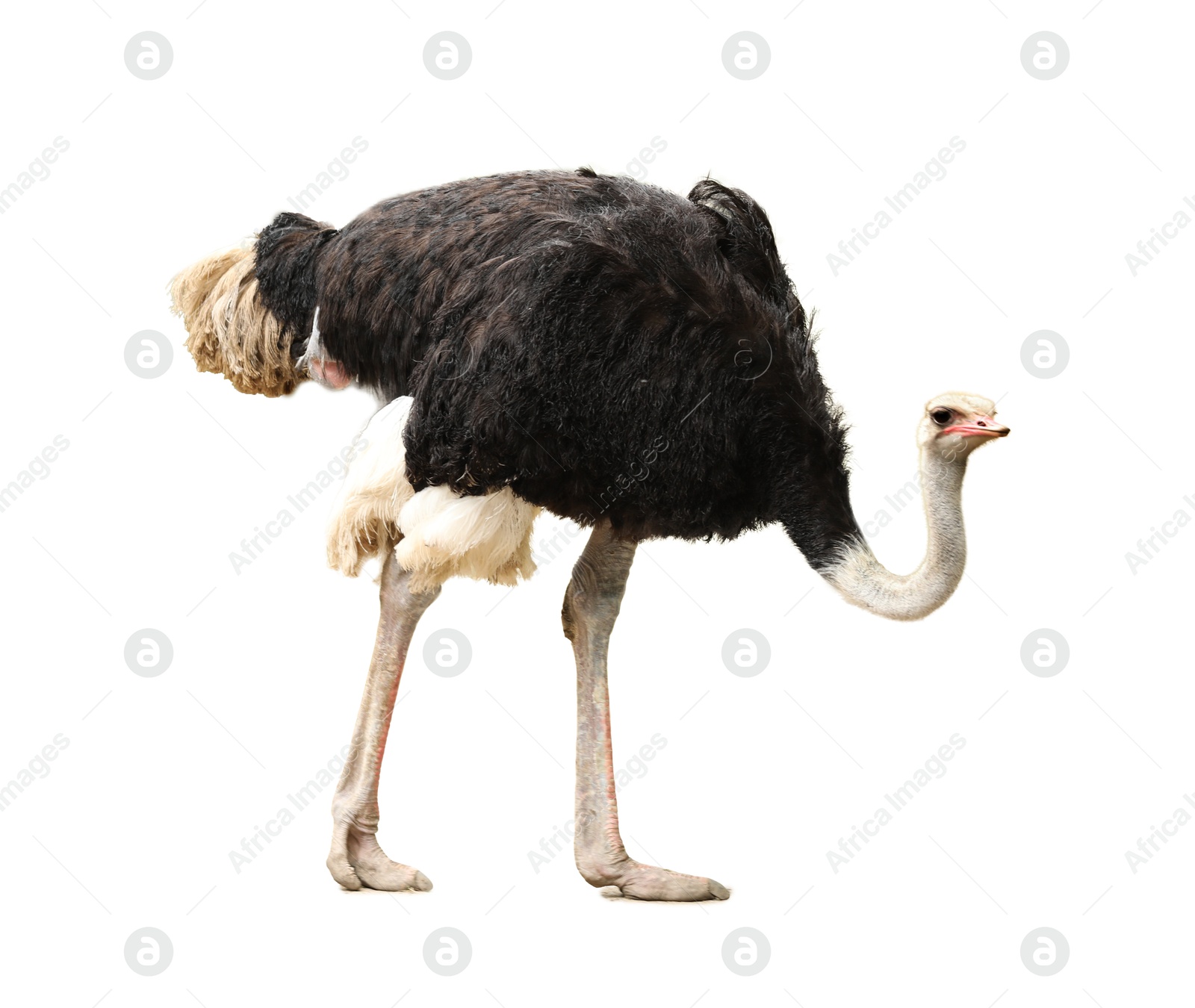 Image of Beautiful ostrich on white background. Exotic bird