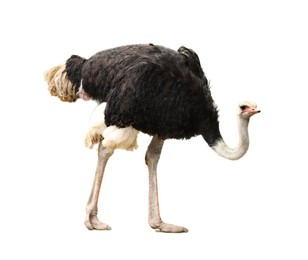 Image of Beautiful ostrich on white background. Exotic bird